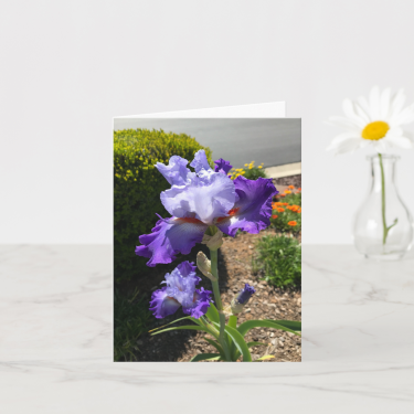 Purple Bearded Iris Greeting Card